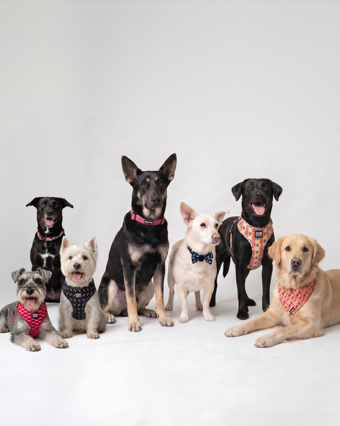 A matilha Bone Appétit, com cães de diferentes raças